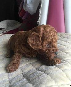 大狗最新爆料视频下载大全,揭秘幕后真相